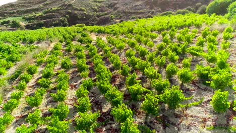 aerial drone sunset footage of vineyards, rows of golden green grape fields in koilani, limassol, cyprus-1