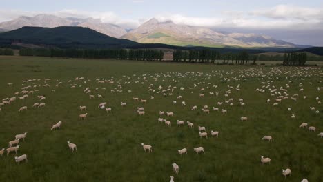 Rebaño-De-Ovejas-Pastando-En-Exuberantes-Pastos-Abiertos,-Southland,-Nueva-Zelanda