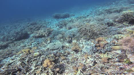 Impresionante-Inmersión-En-Un-Vibrante-Arrecife-De-Coral-En-Las-Maldivas