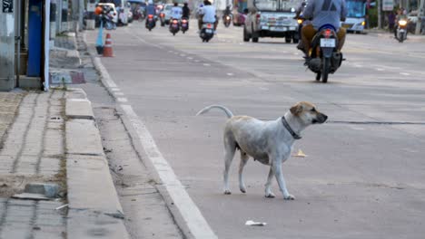 homeless gray dog on the road with passing cars and motorcycles. asia, thailand