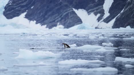 Pingüinos-Papúa-Saltando-Y-Nadando-Fuera-Del-Agua-En-El-Mar-Del-Océano-Austral,-Vida-Silvestre-Antártica-Cámara-Lenta-De-Asombroso-Comportamiento-Animal-Pingüino-En-La-Península-Antártica