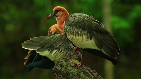 Orangeköpfige-Buff-Necked-Ibis-Familie,-Die-Sich-Pflegt