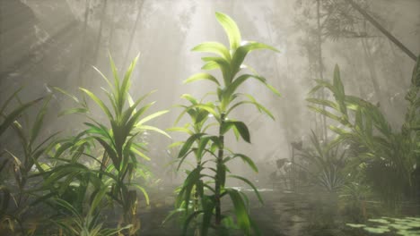 Sun-shining-through-trees-and-fog-in-a-tropical-river