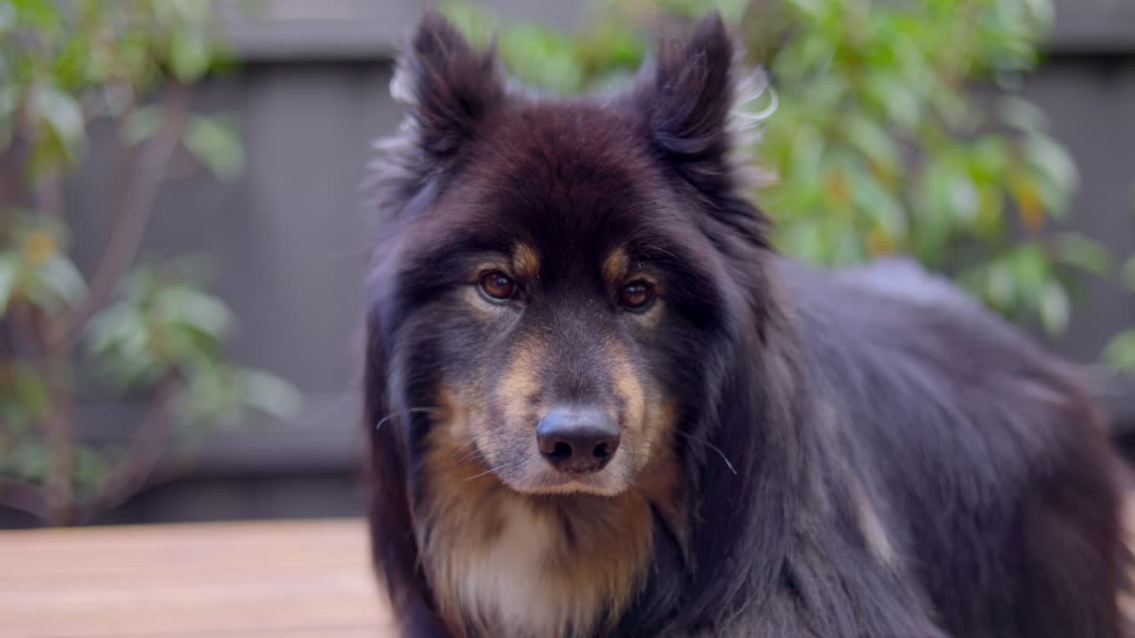 Finnish Lapphund dog looking around and relaxed beautiful with warm fur coat shallow focus close up shot black and brown color