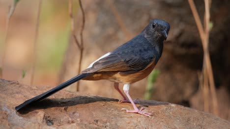 visto en una gran roca mirando a la derecha mirando hacia la cámara, shama copsychus malabaricus percher, tailandia