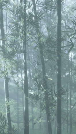 a tranquil foggy bamboo forest