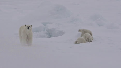 un oso polar y sus cachorros luchan en un témpano de hielo mientras el calentamiento global afecta los niveles de hielo marino 1