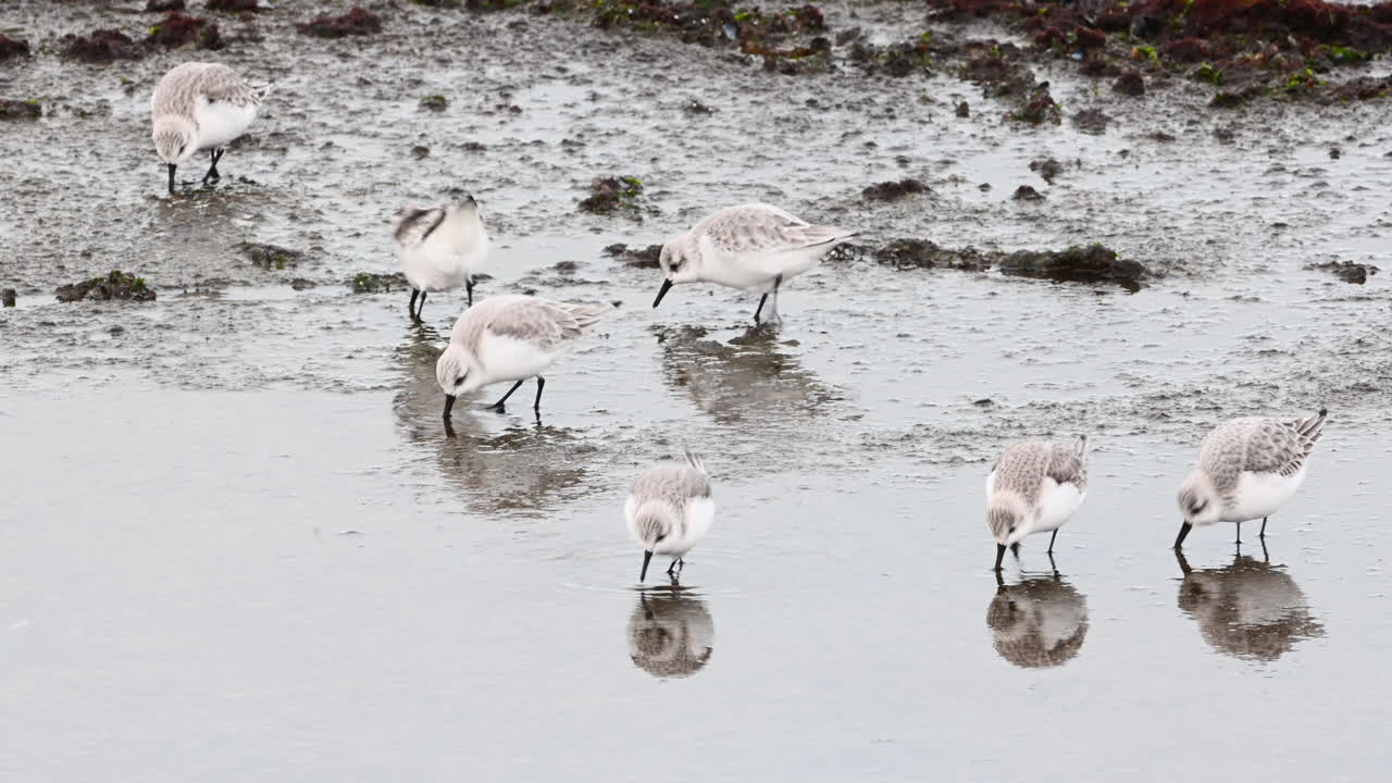 sanderling 작은 무리 in winterplumage foraging atshoreline