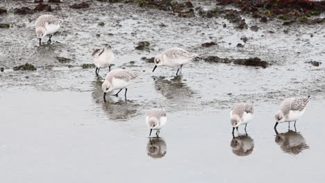 Sanderling-small-flock-in-winterplumage-foraging-at-shoreline