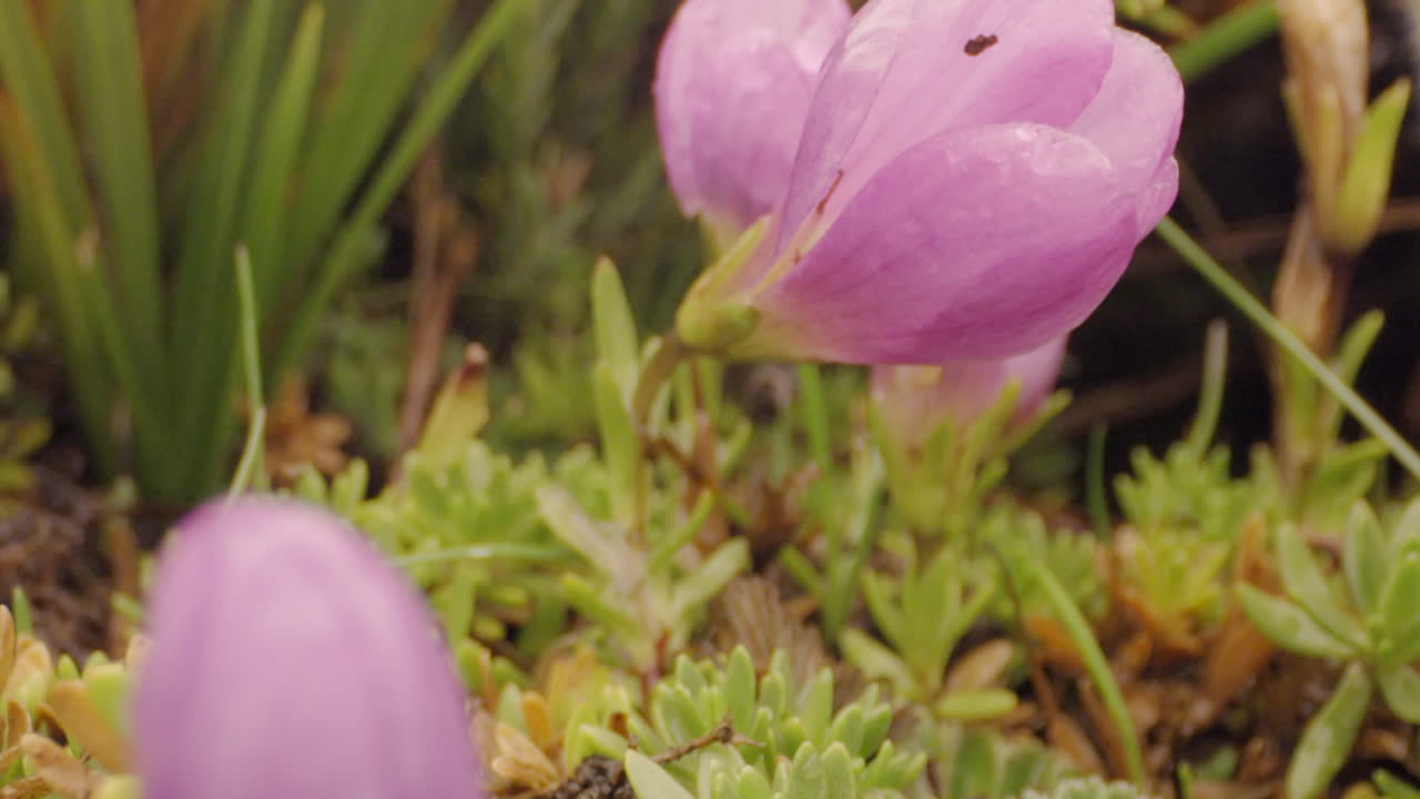forest and vegetation, flowers macro