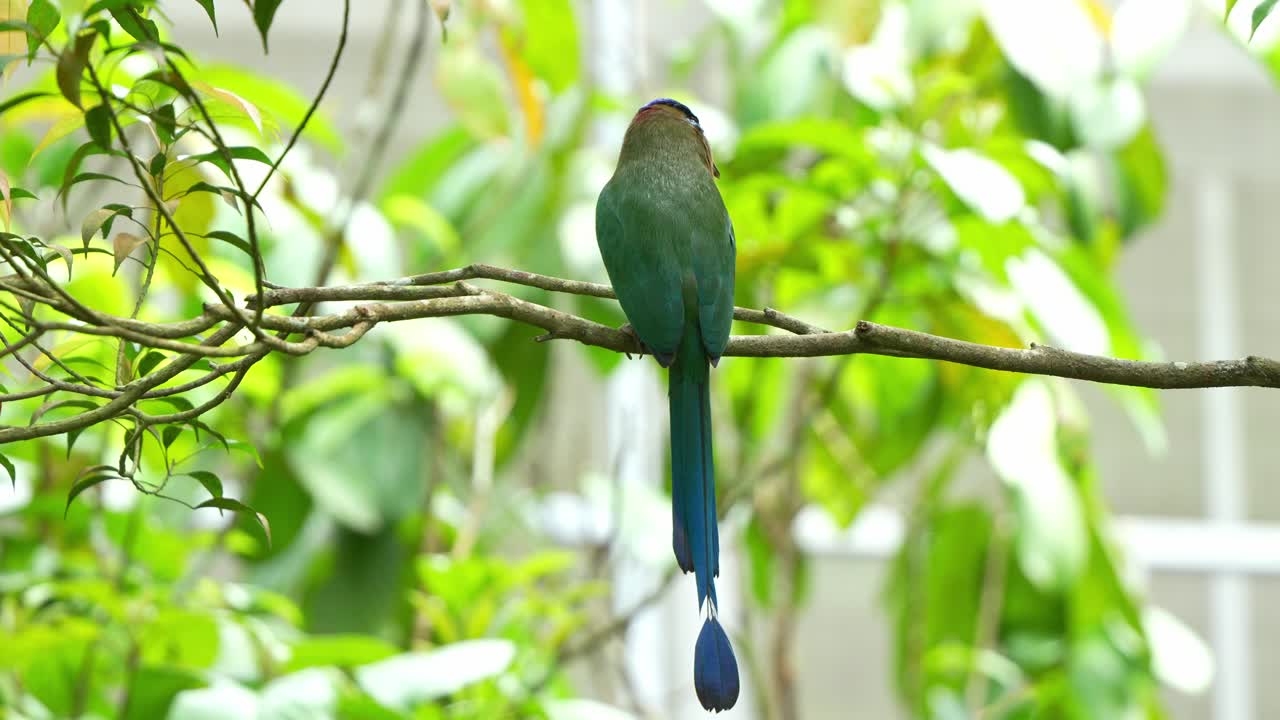 이국적인 새 종, 아름다운 긴 리를 가진 아마존 모트모트, 나무 가지에 앉아, 주변 환경에 대해 궁금해, 근접 촬영