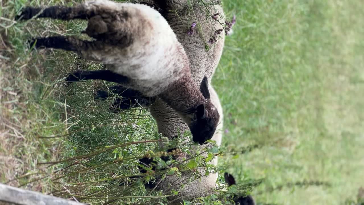 video vertical de corderos de cabeza negra pastando en el campo en los cotswolds, inglaterra