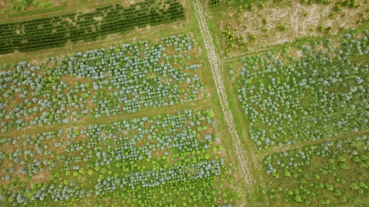 Top down view of Blidene nursery showing geometric rows of young trees, Latvia