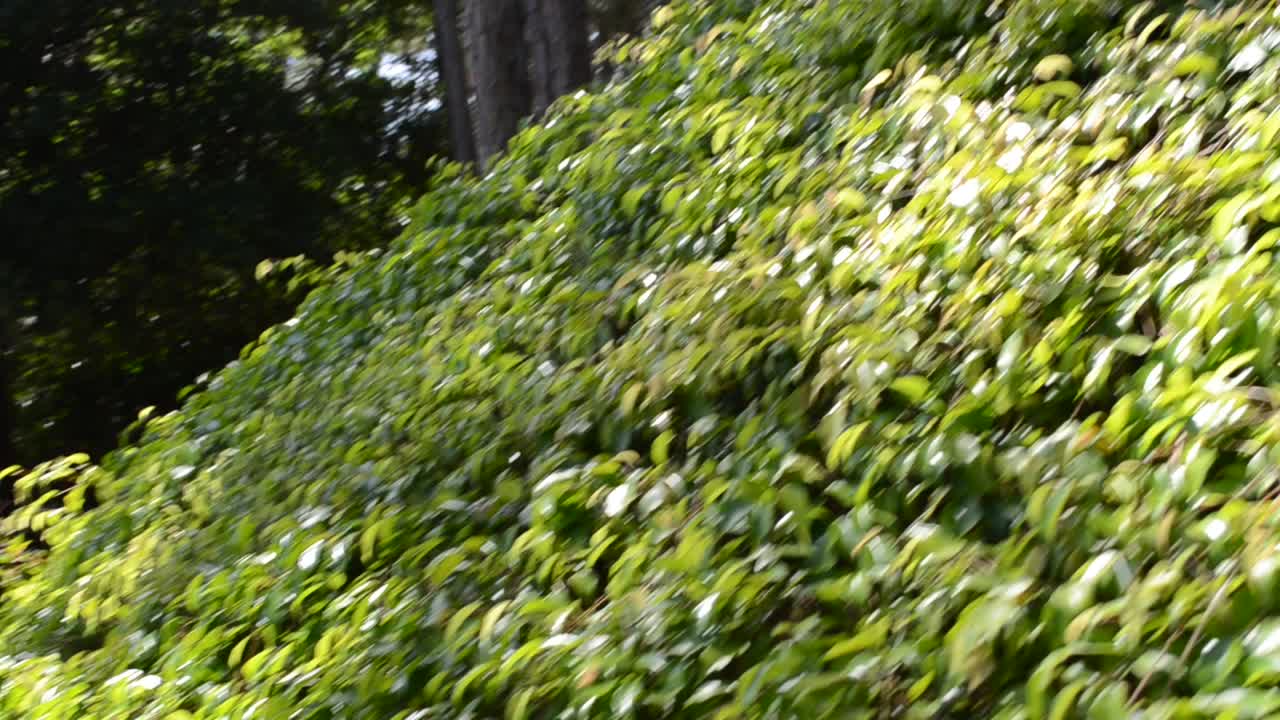 Arbusto verde, scatto. Giardino giapponese.