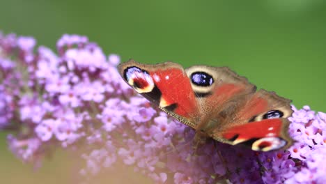 Vista-De-Cerca-De-La-Tranquila-Y-Vibrante-Mariposa-De-Pavo-Real-Europea-Que-Se-Alimenta-De-Una-Flor-Meciéndose-Suavemente-En-El-Viento-Contra-Un-Follaje-Natural-Verde-Fuera-De-Foco-En-Primer-Plano-Y-Fondo