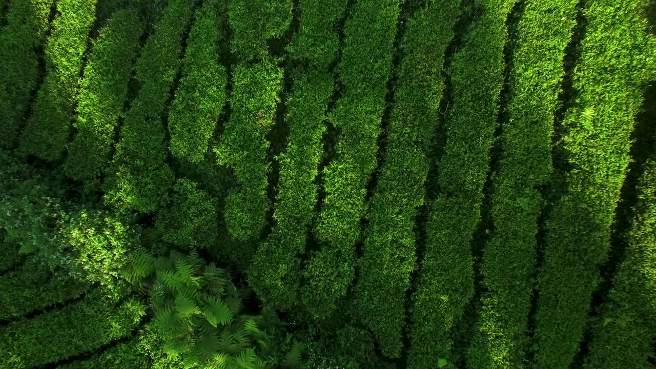 Aerial View of Lush Green Tea Plantation