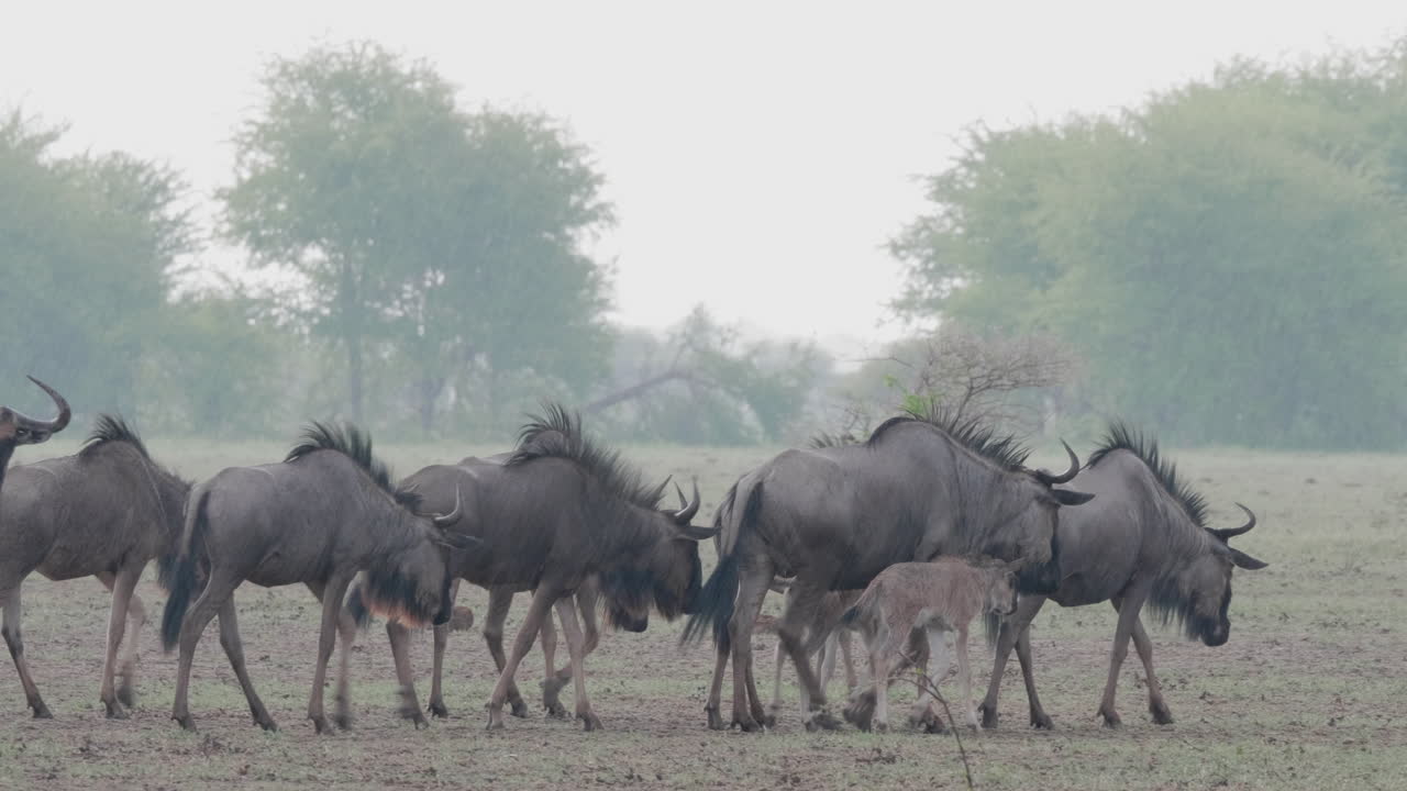 Wildebeest Walking On The Plain Field In Savannah, Botswana On A Rainy Day - Medium Shot