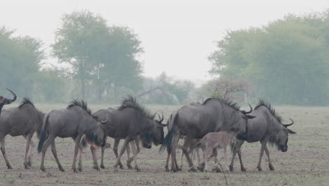 ñus-Caminando-En-El-Campo-Llano-En-Sabana,-Botswana-En-Un-Día-Lluvioso---Tiro-Medio