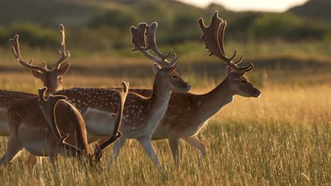 beautiful close up shot of a herd of fallow deer with giant antlers , trotting and running through a sun kissed field in the late afternoon, slow motion