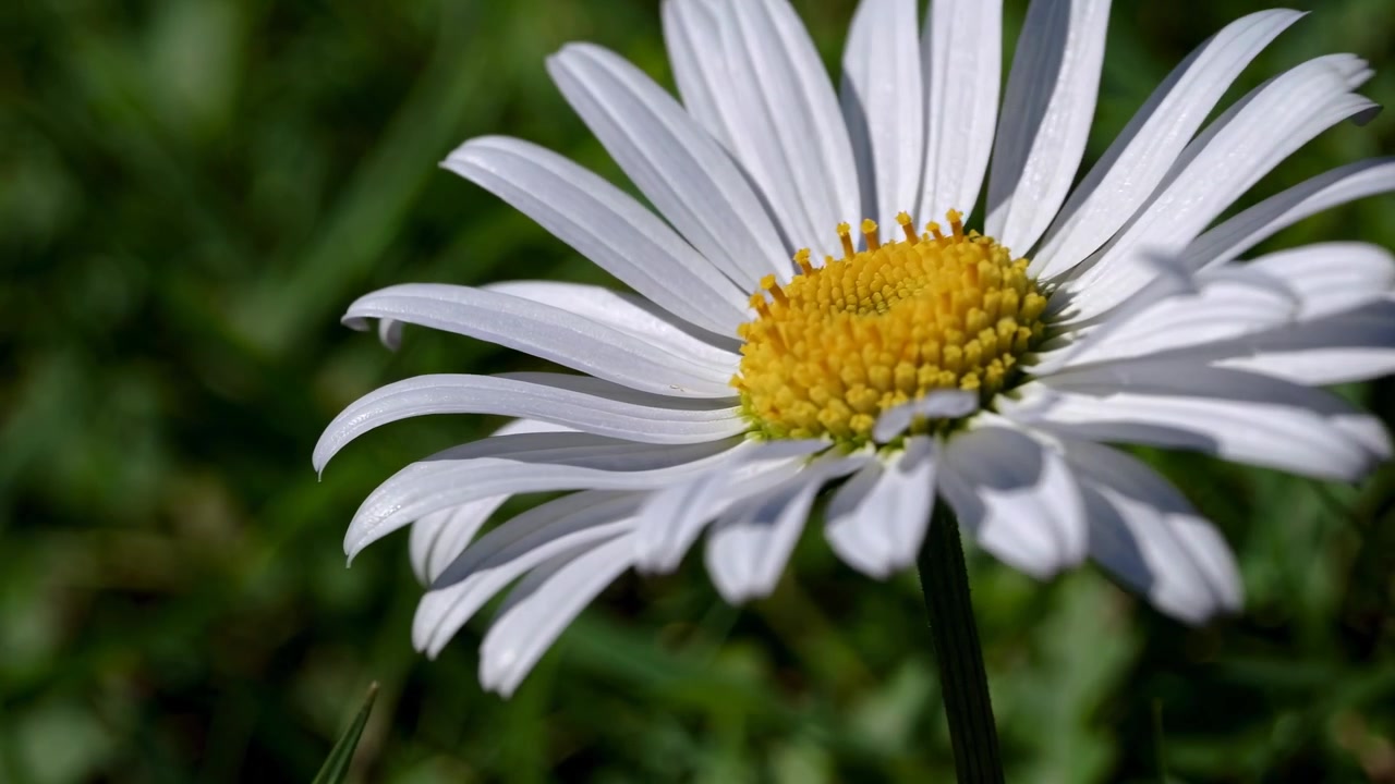 Primo piano di un singolo fiore di margherita bianca in un prato verde