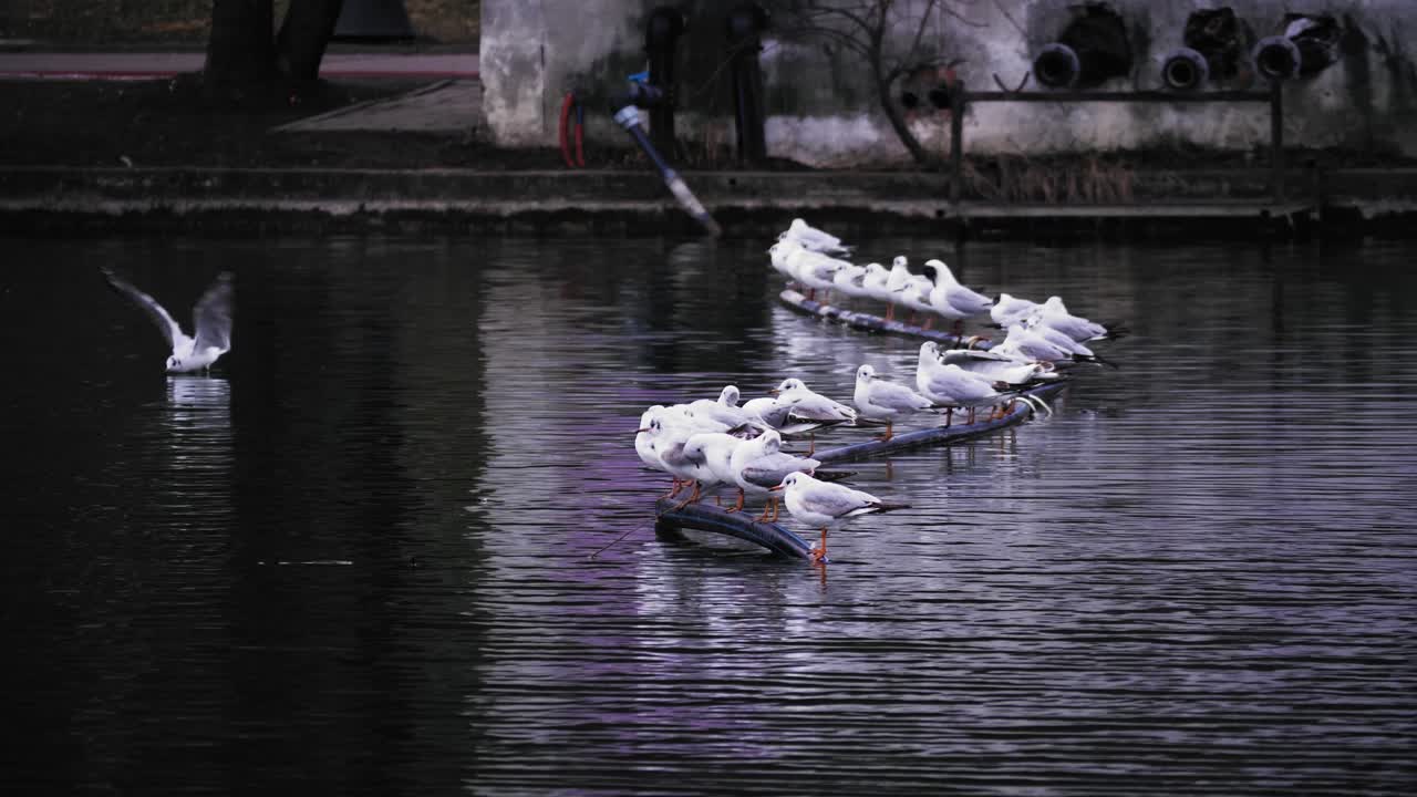 호수 위의 갈매기, 호수를 따라 흐르는 파이프에 줄을 서서 50fps 비디오