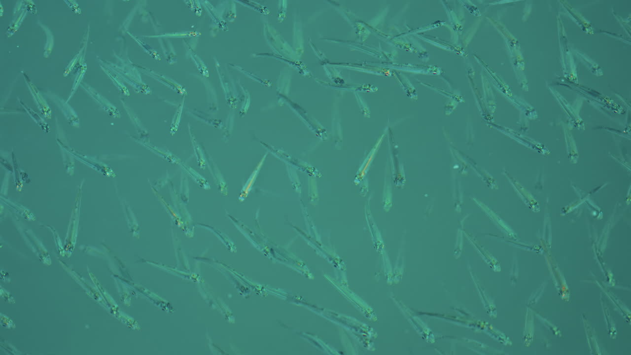 A school of small fish swimming near the water surface o the Mediterranean sea
