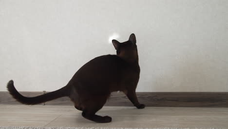 funny burmese cat jumping and playing. brown burmese cat.