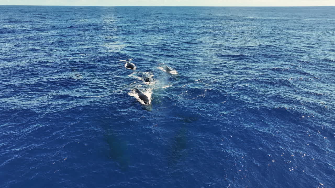 깊은 푸른 바다 물에서 수영하는 고래의 공중 사진, 자연 서식지에서 동물, 남극 해안 근처