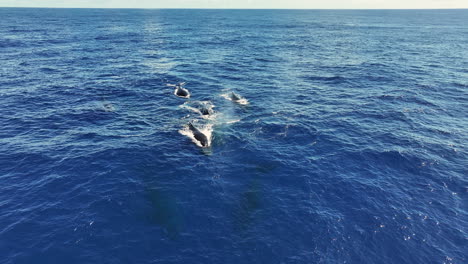 Aerial-View-of-Whales-Swimming-in-Deep-Blue-Ocean-Water,-Animals-in-Natural-Habitat,-Near-Coast-of-Antarctica