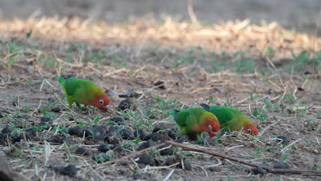 Pequeños-Loros-Africanos-Picoteando-En-El-Suelo