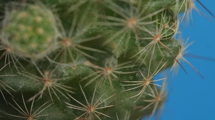 близкий взгляд на растение mammillaria spinosissima, вращающееся вокруг себя на синем фоне экрана