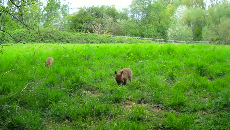 Red-Fox-Cubs-in-a-Field-in-England-Sniffing-around-for-Food