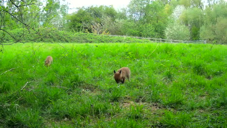 Cachorros-De-Zorro-Rojo-En-Un-Campo-En-Inglaterra-Husmeando-En-Busca-De-Comida