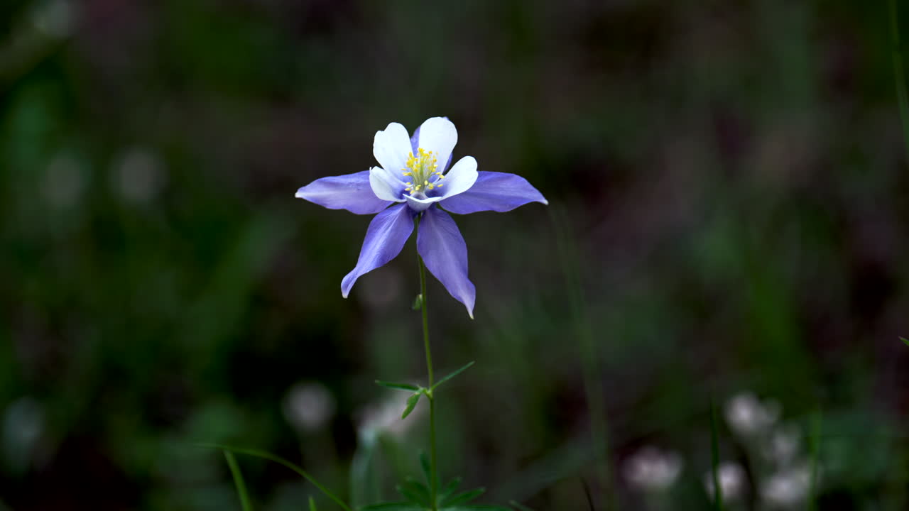 colorado columbine azul púrpura flores silvestres temprano por la tarde nublado amarillo flores blancas de hoja perenne prado bosque monte lado montañas rocosas parque nacional movimiento cinematográfico