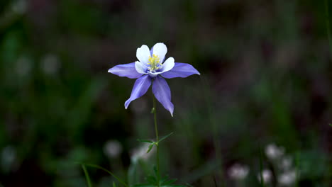 colorado columbine blue purple wild flowers early afternoon cloudy yellow white flowers evergreen meadow forest mount side rocky mountains national park cinematic still movement