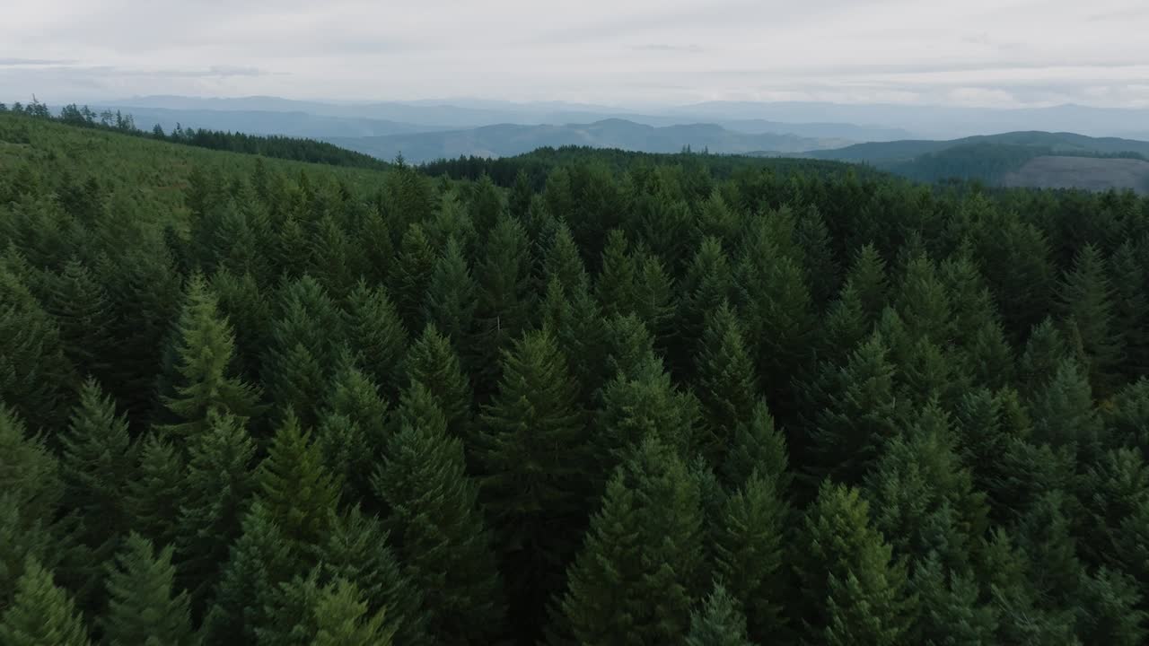 Stunning drone shot, revealing a breathtaking vista of towering trees and rugged mountains
