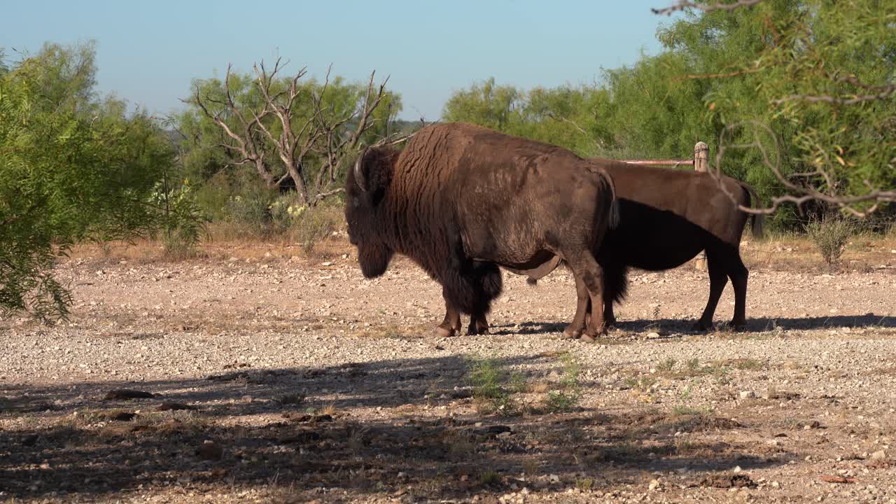 un bisonte caminando por la colina