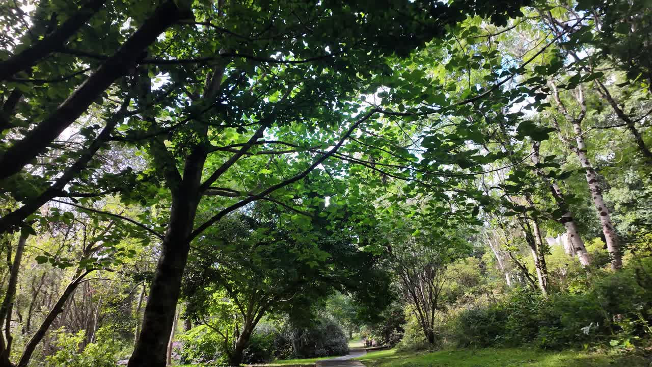 Green trees lining a winding path in Tynwald National Park Arboretum, Isle of Man