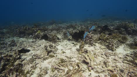 jackfish azul en un arrecife de coral tropical en el pacífico sur