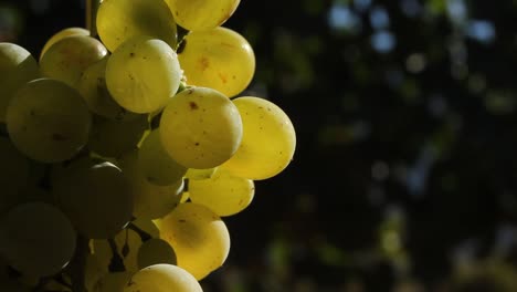 primer plano de las uvas en la vid