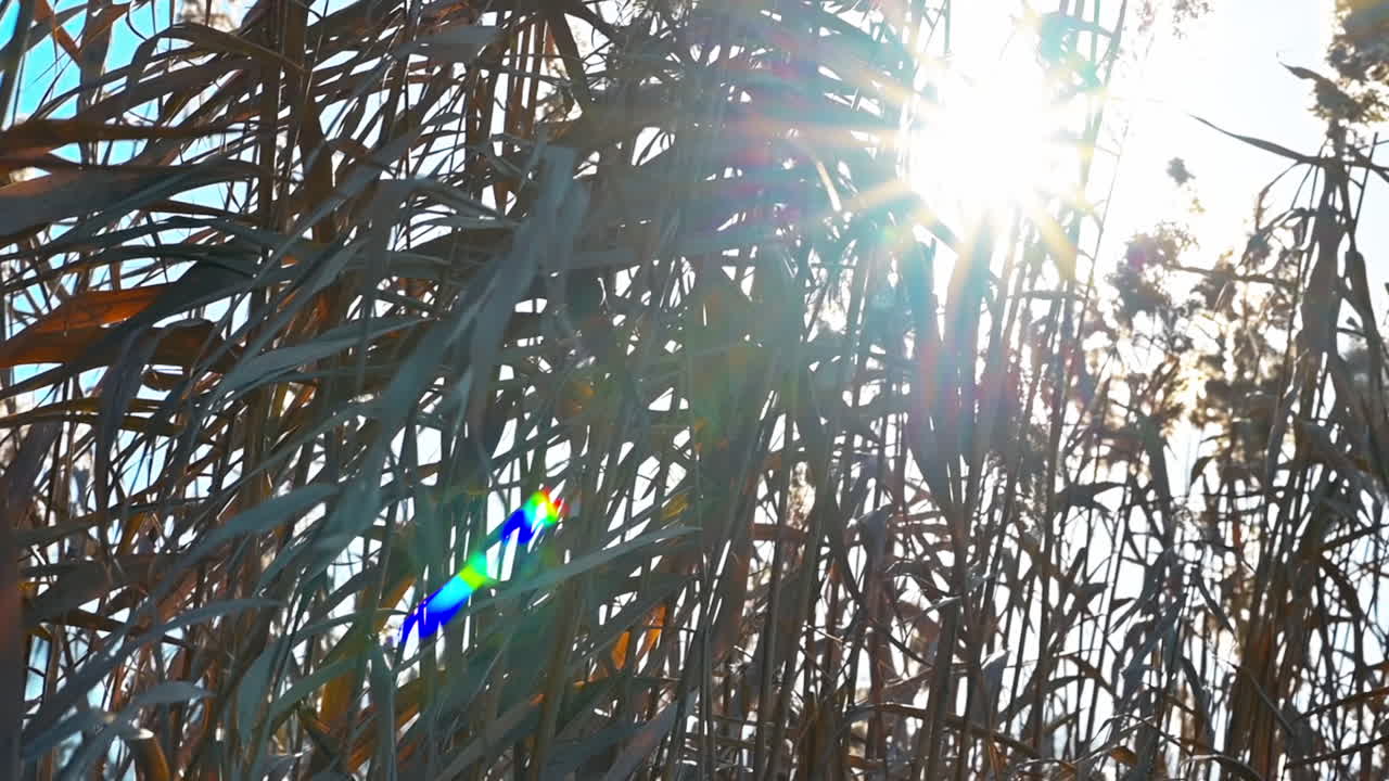 Bright sunlight filters through tall grass in a tranquil outdoor area. The scene captures the beauty of nature and the calming effects of sunlight on plants