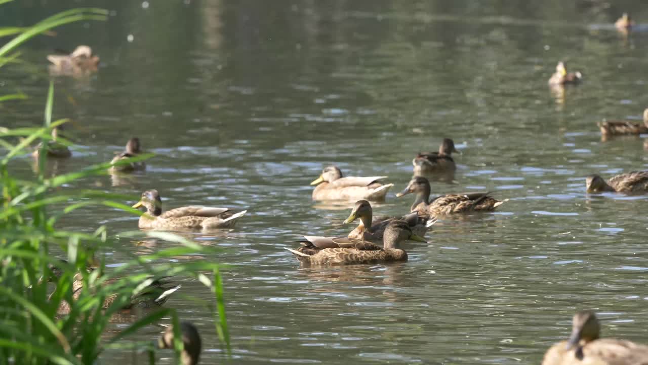 연못 에서 수영 하는 오리 들