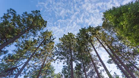 el lapso de tiempo de las nubes sobre los pinos en el bosque durante el día