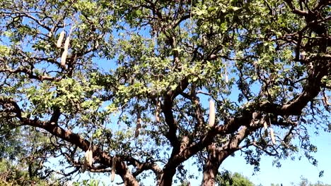 gimbal down revealing kigelia tree with fruits like sausages which are eaten by elephants and used by masais to prevent malaria