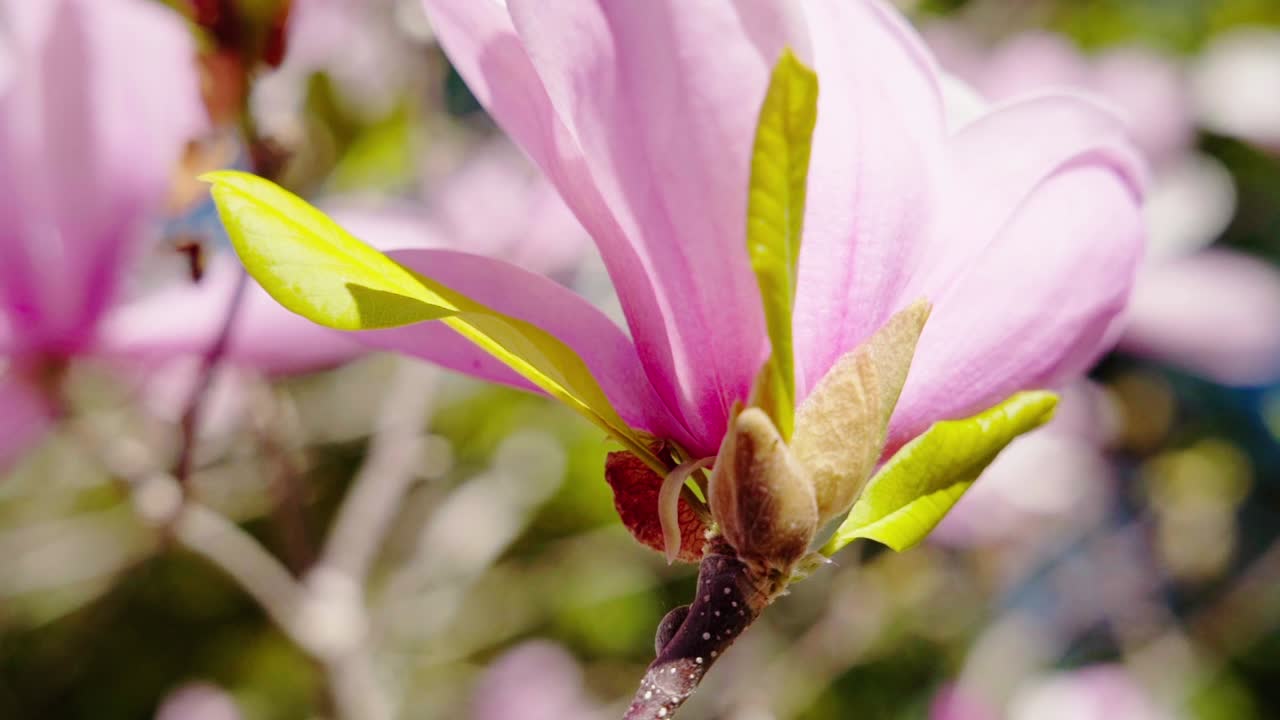 la flor de magnolia liliiflora florece en un parque de jardín soleado
