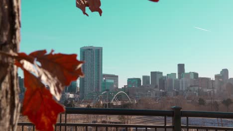 gorgeous dolly camera shot from behind a tree reveals the beautiful denver colorado skyscraper cityscape skyline