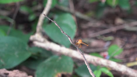 Nahaufnahme-Einer-Libelle,-Die-Um-Einen-Ast-Fliegt