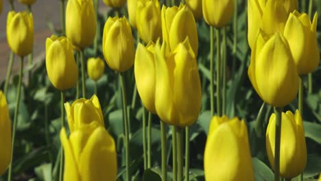 beautiful tulips in holland, michigan dutch village