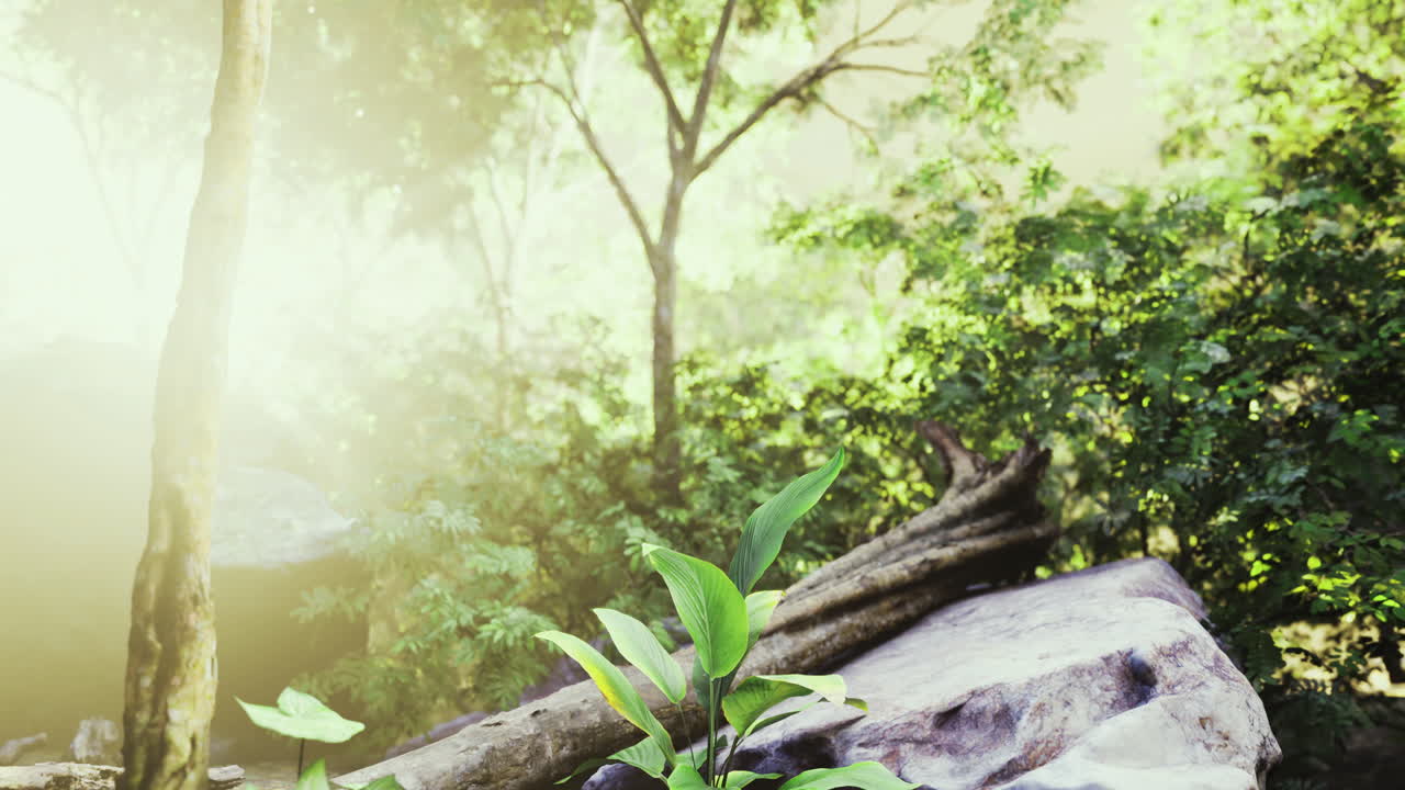 Sunlight filters through trees in a lush forest showcasing vibrant greenery