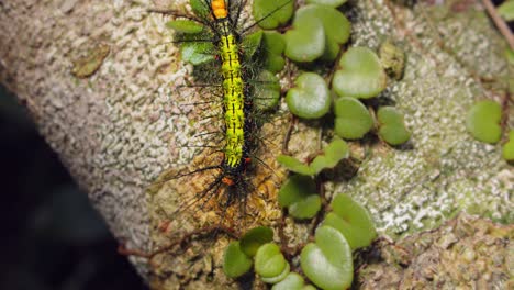 Among Peru’s foliage, a green Saturniidae moth caterpillar shows vivid warning colors in the rainforest